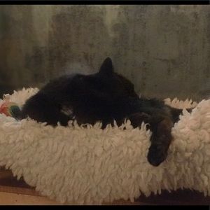 Meet your Posher, Sarai